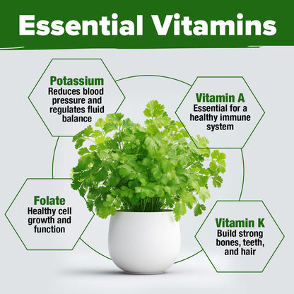 HOME GROWN 𝗨𝗦𝗔 𝗣𝗥𝗘𝗠𝗜𝗨𝗠 1000+ Cilantro Seeds for Planting Indoors or Outdoors - Non-GMO Heirloom Herbs, Coriander Plant Seeds, Herb Seeds Collection for Herb Garden (Coriandrum sativum)