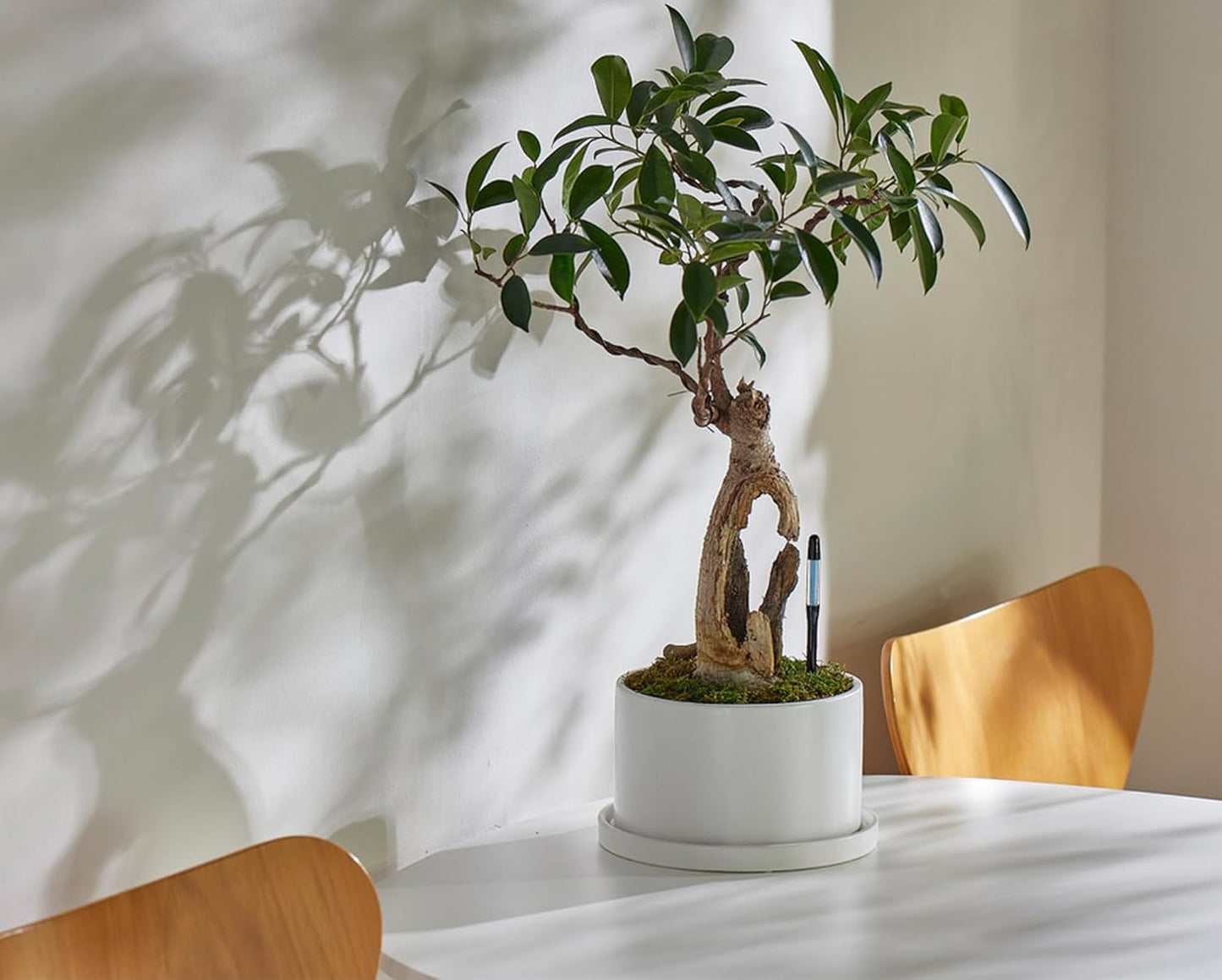 Sustee Aquameter - Medium - Black - Bundle of 4 - Leave-in Soil Moisture Meter for Potted Plants - Plant Water Sensor - Refillable