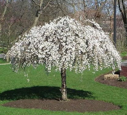 Weeping Cherry Blossom Tree Plant, 8 to 12 Inch Tall Cherry Blossom Tree Live in Pot, Perennial Cherry Blossom Sapling, White Cherry Blossom Tree Plant, Dwarf Cherry Flower Tree Starter Plant
