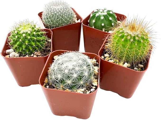 Sprout N Green Live Cactus Plants, 5 Pack Assorted Real Cacti Potted in 2" Starter Pot with Soil Mix, Rare Small Indoor House Plants for Home Garden Wedding Decor Party Favor