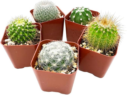 Sprout N Green Live Cactus Plants, 5 Pack Assorted Real Cacti Potted in 2" Starter Pot with Soil Mix, Rare Small Indoor House Plants for Home Garden Wedding Decor Party Favor
