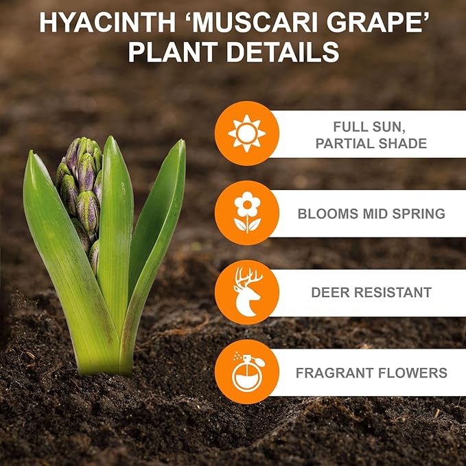 Garden State Bulb Muscari Grape Hyacinth Flower Bulbs, 8/9cm, Fall Planting (Bag of 50)