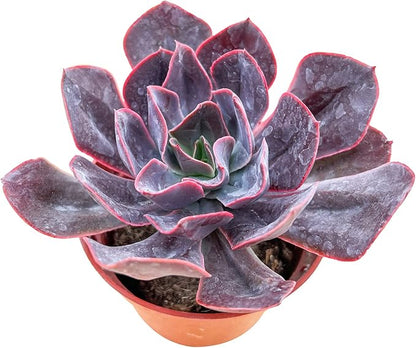 Sprout N Green Echeveria Linda Jean | 'Rob Roy', Live Succulent Fully Rooted in 4" Pot, Rare House Plant for Home Indoor Holiday Wedding Garden Decor, DIY Project, Party Favor
