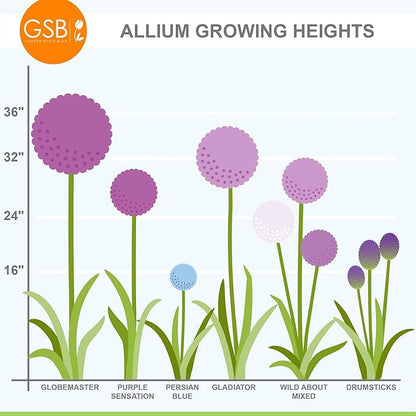 Garden State Bulb Wild About Mixed Allium Flower Bulbs, 10/12cm, Fall Planting (Bag of 25)