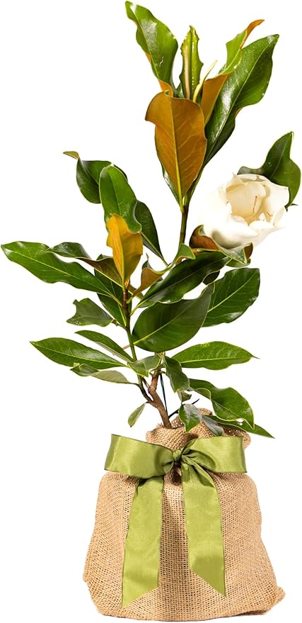 Southern Magnolia Sympathy Gift Tree by The Magnolia Company - Get Beautiful and Fragrant Flowers on Lush in Memory Magnolia Tree Gift - Can Not Ship to California