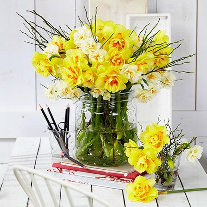 Garden State Bulb Narcissus Tahiti Double Daffodil Flower Bulbs, 16/18cm, Fall Planting (Bag of 25)