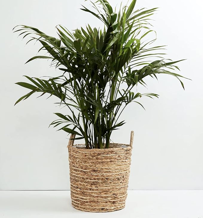American Plant Exchange Live Cat Palm – 6-Inch Pot – Tropical Houseplant with Soft Arching Green Fronds, Pet-Friendly Easy Care Indoor Plant for Homes, Apartments, Offices & Indoor Jungle Décor