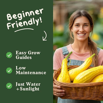 Seedboy Organic Summer Squash Seeds for Planting Indoor and Outdoor, Non-GMO and USDA Certified Vegetable Seed Packet for Hydroponic Garden Indoor or Planting Outdoors (Crookneck Squash)