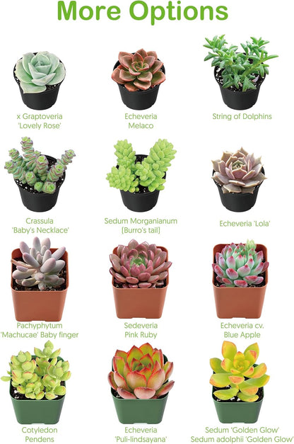 Live Succulents 'Bunny Ear Cactus' (4-inch), Succulent Plants Fully Rooted in Pots with Soil, Easy-Care House Plant for DIY, Home Office Decor, Wedding Party Favor