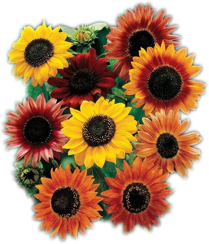 Park Seed Large Flowered Mix Sunflower Seeds – Autumn-Toned Bicolor and Ringed Blooms, 6–10 Ft Tall Background Variety for Cutting and Landscape Drama, Easy to Grow, Pack of 50