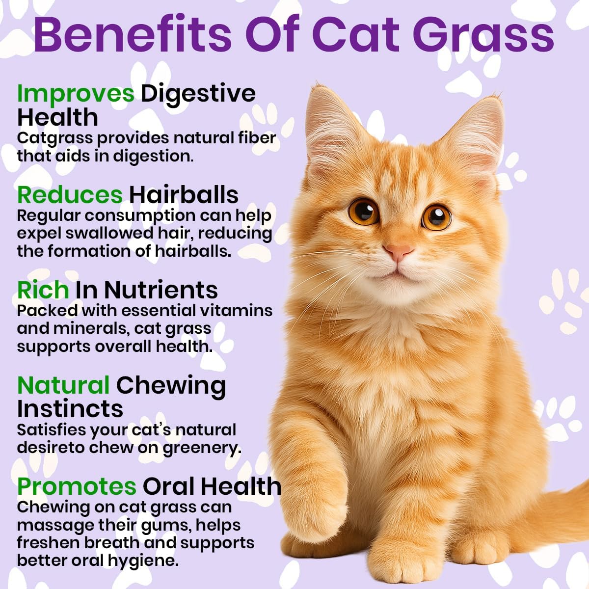 NatureZ Edge Premium Cat Grass Seeds for Indoor Cats, Non GMO - 1 lb Oat, Wheat, Barley & Rye Grass for Indoor Cats, Cat Plant, Kitty Lawn, Pet Grass, Hierba para Gatos, Made in USA