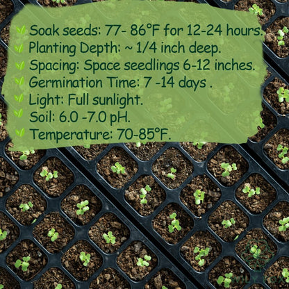 Rare Moringa Seeds - 30 Seeds for Planting | Non-GMO, Heirloom, Fast-Growing Drumstick Tree Seeds | Rich in Nutrients, Easy to Grow Indoors & Outdoors