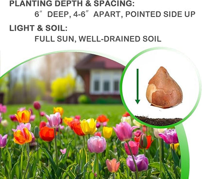 Peony-Style Double Bloom Tulips-10 Bulbs–Red, Pink, White, Yellow & Orange Premium Flowers | Late Blooming Spring Perennials for Gardens & Containers – Zones 3–8 (10 Colorful Mixed Tulip Collection)