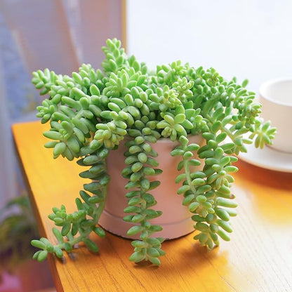 4" Donkey's Tail, Live Sedum Morganianum-Burro's Tail Succulent Fully Rooted in Pots with Soil Mix, Rare House Plant for Home Office Wedding Indoor Outdoor Decoration, DIY Projects, Party Favor