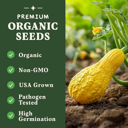 Seedboy Organic Summer Squash Seeds for Planting Indoor and Outdoor, Non-GMO and USDA Certified Vegetable Seed Packet for Hydroponic Garden Indoor or Planting Outdoors (Crookneck Squash)