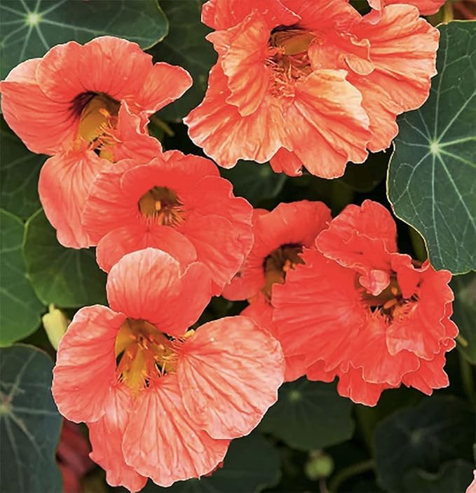 Salmon Baby Nasturtium Seeds - Salmon- 45 Seeds