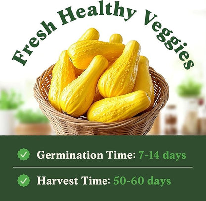 Seedboy Organic Summer Squash Seeds for Planting Indoor and Outdoor, Non-GMO and USDA Certified Vegetable Seed Packet for Hydroponic Garden Indoor or Planting Outdoors (Crookneck Squash)
