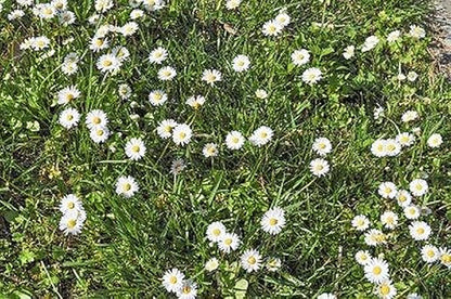 No Mow Flowering Lawn Grass Seed - !/4 Pound