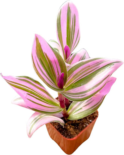 2" Unique Succulents Plants Live, Live Starter Succulent Plants, Easy Care House Plants Rooted in Succulent Soil Mix, by The Succulent Cult (Tradescantia Nanouk)