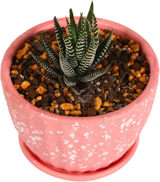 Cactus Succulent Aloe Vera Organic Potting Soil Mix (6 L) - Highly draining granular Soil,peat-Free (Made in Japan)