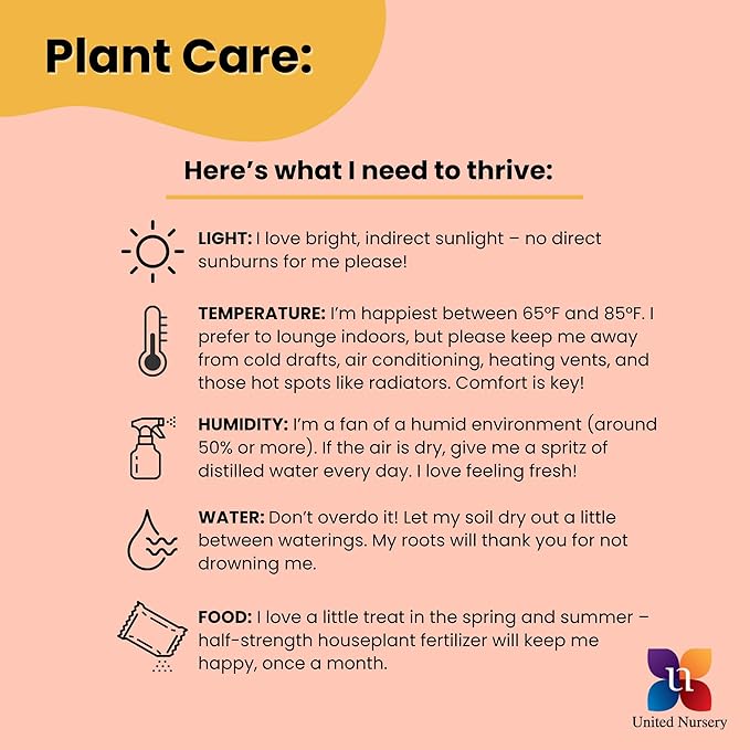 United Nursery Live Snake Plant, Sansevieria Trifasciata Laurentii, Variegated Snake Plant, 2-3 ft. Tall Mother in Laws Tongue House Plant for Indoor and Outdoor (Cream Decor Pot)