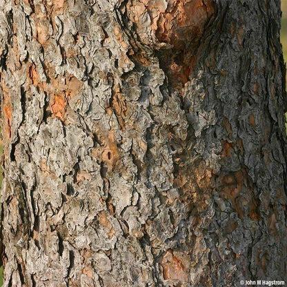 Ponderosa Pine Live Tree Plug Seedlings | 6"-12" | Arbor Day Foundation - (Due to Agricultural Laws, Unavailable to AZ, CA, ID, ME, MT or UT) (3-Pack)