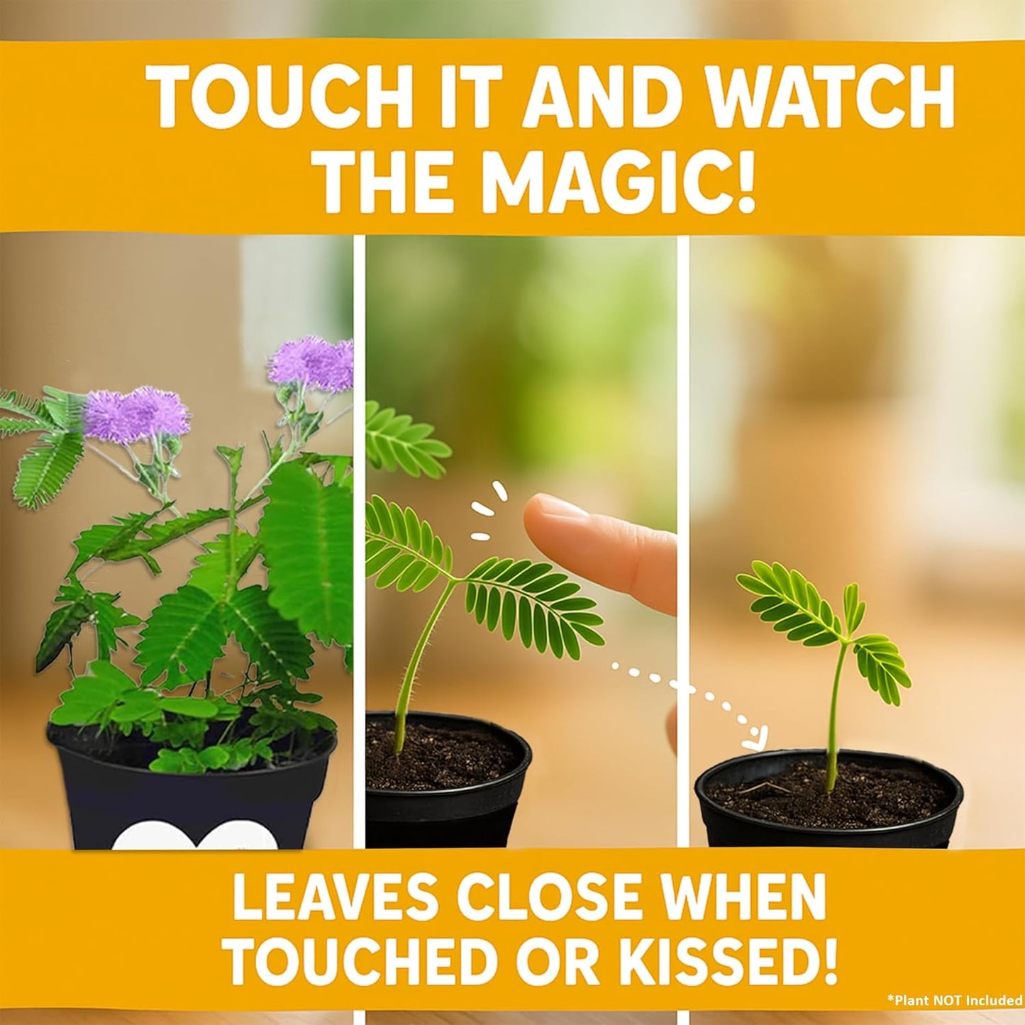 Happy Birthday Mom TickleMe Plant Gift Box Set to Grow A Touch-Sensitive Shy Plant That Closes Its Leaves When You Tickle Or Blow A Kiss | Fun Interactive Grow Kit with Seeds, Pot, Soil, Instructions