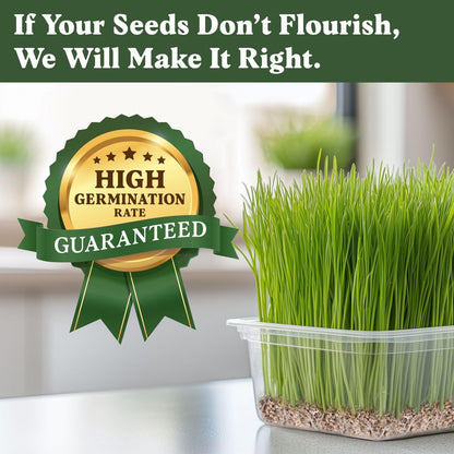 Seedboy Organic Wheatgrass Seeds for Microgreens - Non-GMO, USA Grown Microgreens Sprouting Seeds Mix (8 oz) (Hard Red Spring Wheatgrass)