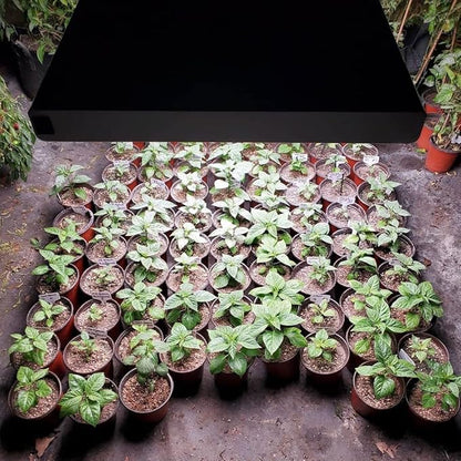 Active Grow 4FT T5 HO LED Grow Light – 8×25W Full Spectrum Panel, High CRI 95, Daisy-Chainable – Ideal Grow Light for Indoor Plants, Veg & Bloom, T5 Grow Lights Fixture