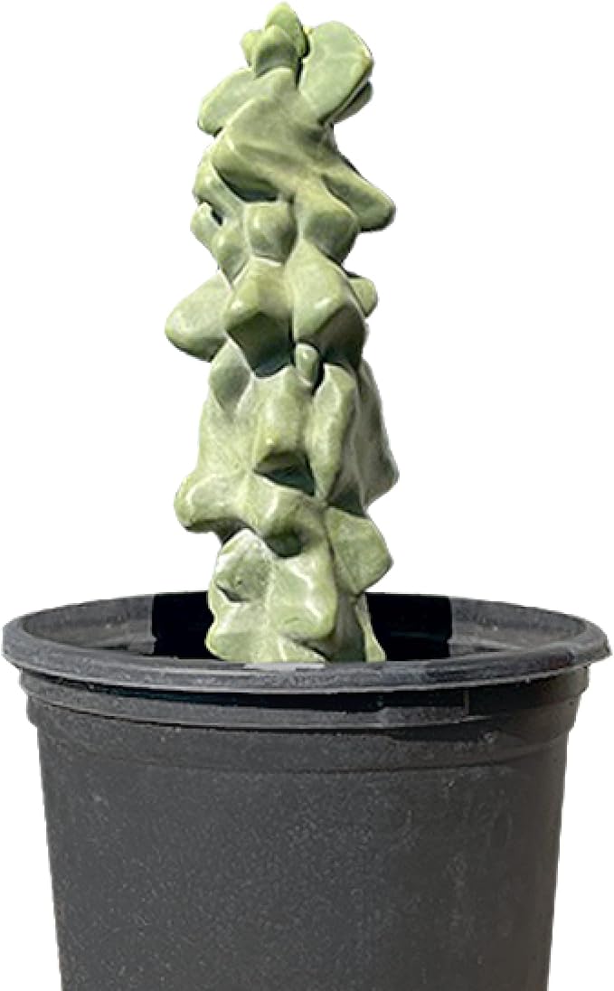 Cactus Outlet - Totem Pole Live Cactus, Cactus Plants Live, Live Plants Indoor & Outdoor Use 12-18” - Rare Large Live Cactus - Landscape Ready Large Cactus Plant Live Delivered Right to Your Door