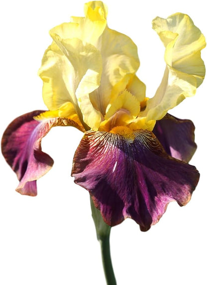 Easy to Grow Bearded Iris Blatant - 3 Plant Bulbs Rhizomes, Purple & Yellow Flowers in Spring to Fall, Full Sun Low Maintenance