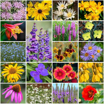 Park Seed Grow Your Own Vibrant Perennial Wildflower Garden Seeds Mixture, Easy to Grow Varieties for Pollinators and Spring Gardens - Native Perennial Mix, 50 lbs