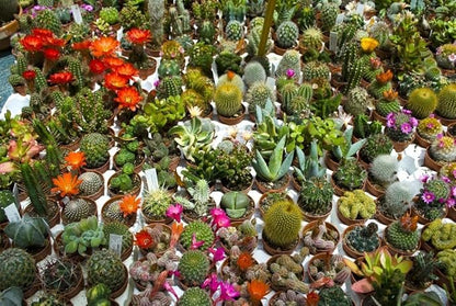 25+ Seeds Cactus Rare Succulents Cacti - Flower Mix