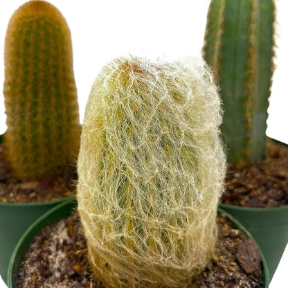 BubbleBlooms Column Cactus Assortment, 4 inch Set of 3, Silver Torch, Blue Column, Yellow, Old Man Fuzzy, Variety Cacti