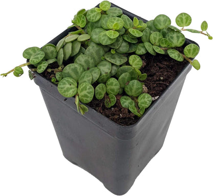 String of Hearts/Turtles/Peace Sign/Cross - Peperomia prostrata- 2.5" Pot