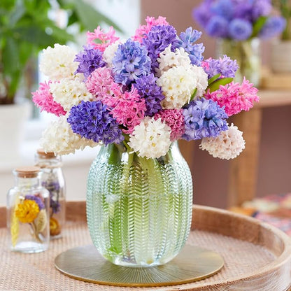 Garden State Bulb Pastel Mix Hyacinth Flower Bulbs, 15/16cm, Fall Planting (Bag of 50)