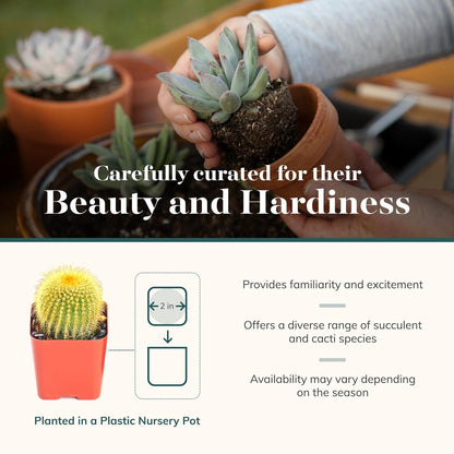 Shop Succulents Premium Live Mini Cactus and Succulent Plants in 2" Pots, Easy Care Indoor or Outdoor Gardening, Terrariums, Favors, & Contemporary Spaces with Hardy, Resilient Varieties, Pack of 100