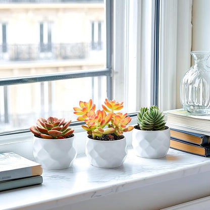 2" Live Succulent 'Sedum adolphii Shooting Stars', Rare Succulent Plants Fully Rooted in Pots, Unique House Plant for DIY, Party Favor, Home Office Decoration