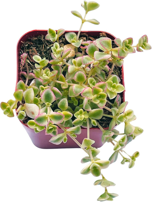 Succulents Plants Live 2" Sedum Little Missy, Live Mini Succulent Plants, Easy Care House Plants Rooted in Succulent Soil Mix, by The Succulent Cult