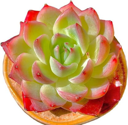 Echeveria Crystal Rose Rare Live Succulent Plants, Mini Pink 1 Head 2" Live Plant,Bare Root Without Pot Soil,Garden Indoor Office Desk Wedding Party Baby Shower Decoration, Friend Plant Lovers Gifts