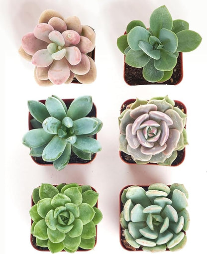 Shop Succulents Rosette Succulent Plant Pack Collection - Live Mini Succulent Plants, Low Maintenance, Floral Shaped Mix of Colors & Textures - Wedding and Party Favors, Gift & Garden, Pack of 6
