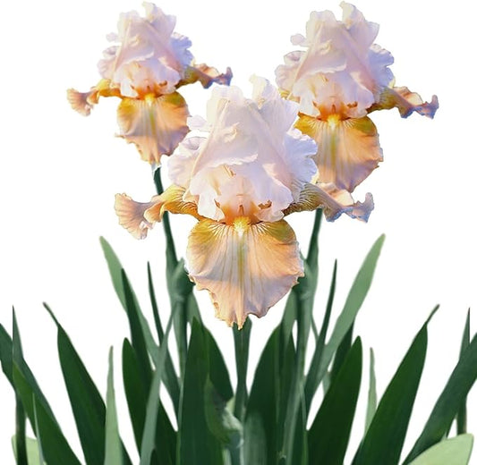 Easy to Grow Bearded Iris Champagne Elegance - 9 Plant Bulbs Rhizomes, Light Orange Pink Flowers in Spring to Fall, Full Sun Low Maintenance