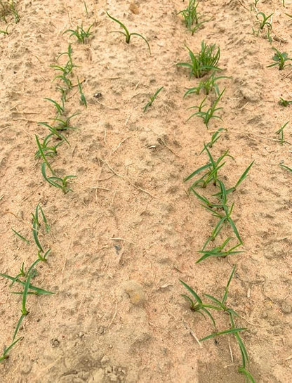 Centipede Grass Seed for a Dense Green Lawn, NO Mulch, 1 lb Coated Seeds, Sun and Moderate Shade Tolerant Lawn Seeding and Turf Patch Repair, Southern Southeast US, Low Fertilizer Low Maintenance