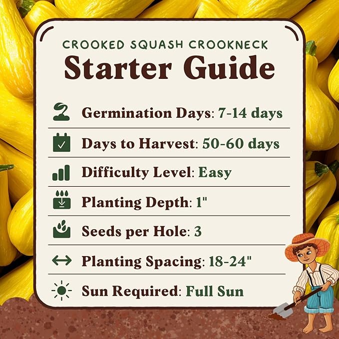 Seedboy Organic Summer Squash Seeds for Planting Indoor and Outdoor, Non-GMO and USDA Certified Vegetable Seed Packet for Hydroponic Garden Indoor or Planting Outdoors (Crookneck Squash)