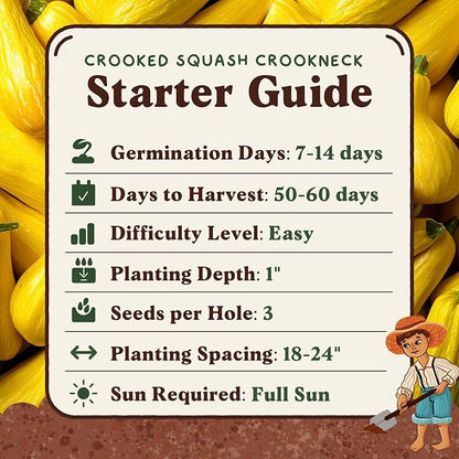 Seedboy Organic Summer Squash Seeds for Planting Indoor and Outdoor, Non-GMO and USDA Certified Vegetable Seed Packet for Hydroponic Garden Indoor or Planting Outdoors (Crookneck Squash)
