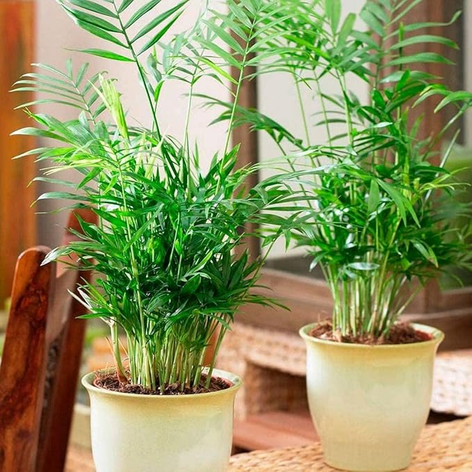 Seeds Parlor Palm (Chamaedorea elegans) Perennial Tree