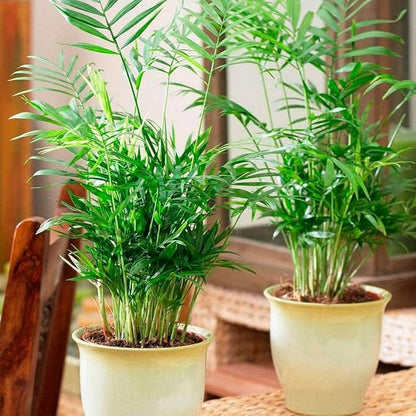 Seeds Parlor Palm (Chamaedorea elegans) Perennial Tree