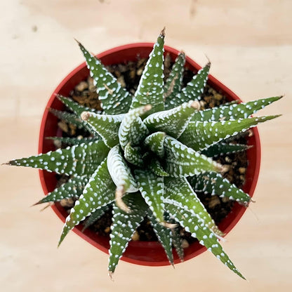 Sprout N Green Haworthiopsis fasciata 'Big Band', Live Succulent Fully Rooted in 4" Pots, Rare House Plant for Home Office Indoor Outdoor Wedding Decoration, DIY Projects, Party Favor
