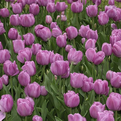 Lavender Purple Triumph Tulip Flowers – Gardener’s Favorite 10‑Bulbs| Pure & Variegated Lavender-Purple Spring Blooms | Sturdy Mid-Spring Perennials – Attracts Bees & Butterflies - USDA Zones 3–8