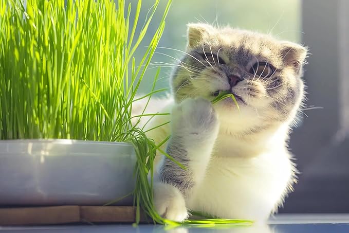 Premium Cat Grass Potting Mix by Gardenera - Enhance Your Cat's Digestive Health Naturally - 5 QUARTS